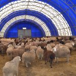 Мега ферма на полмиллиона овец